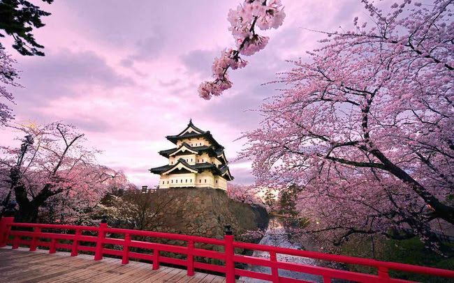 Japan blossom